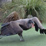 Andean Condor 05