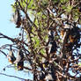 Grey-headed Flying Fox