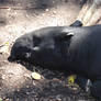 Malayan Tapir 01