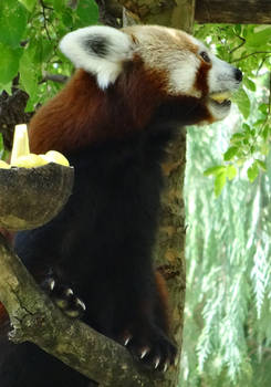 Red Panda 05