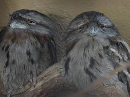 Tawny Frogmouth 01