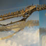 Ambulocetus natans