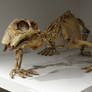 Lystrosaurus georgi