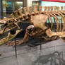 Megalania prisca 03