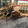 Megalania prisca 03