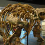 Talarurus plicatospineus 02
