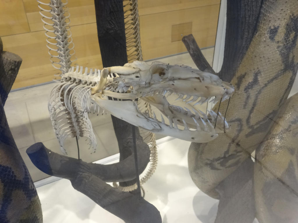 Reticulated Python 02 by lizardman22 on DeviantArt