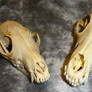 Coyote And Fox Skulls