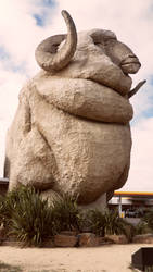 big merino