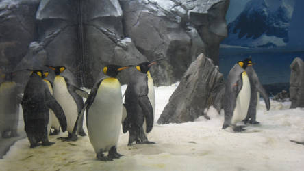 penguins