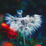 Salsify et Marigolds