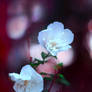 White Chiffons, Bordeaux Twilight