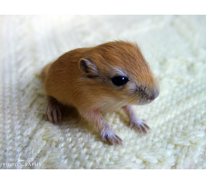 Baby Gerbil 6