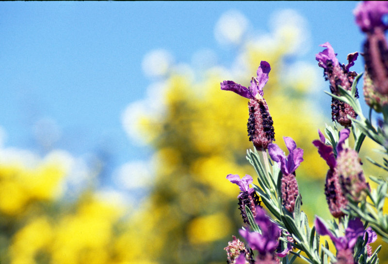 Colorful spring