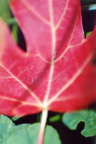 Read leaf - macro