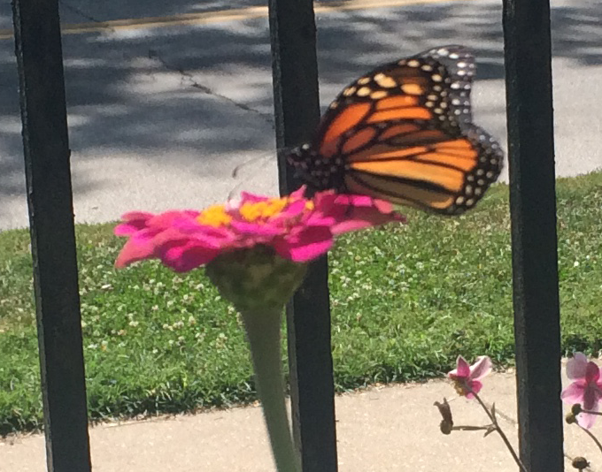 Butterfly In Flower