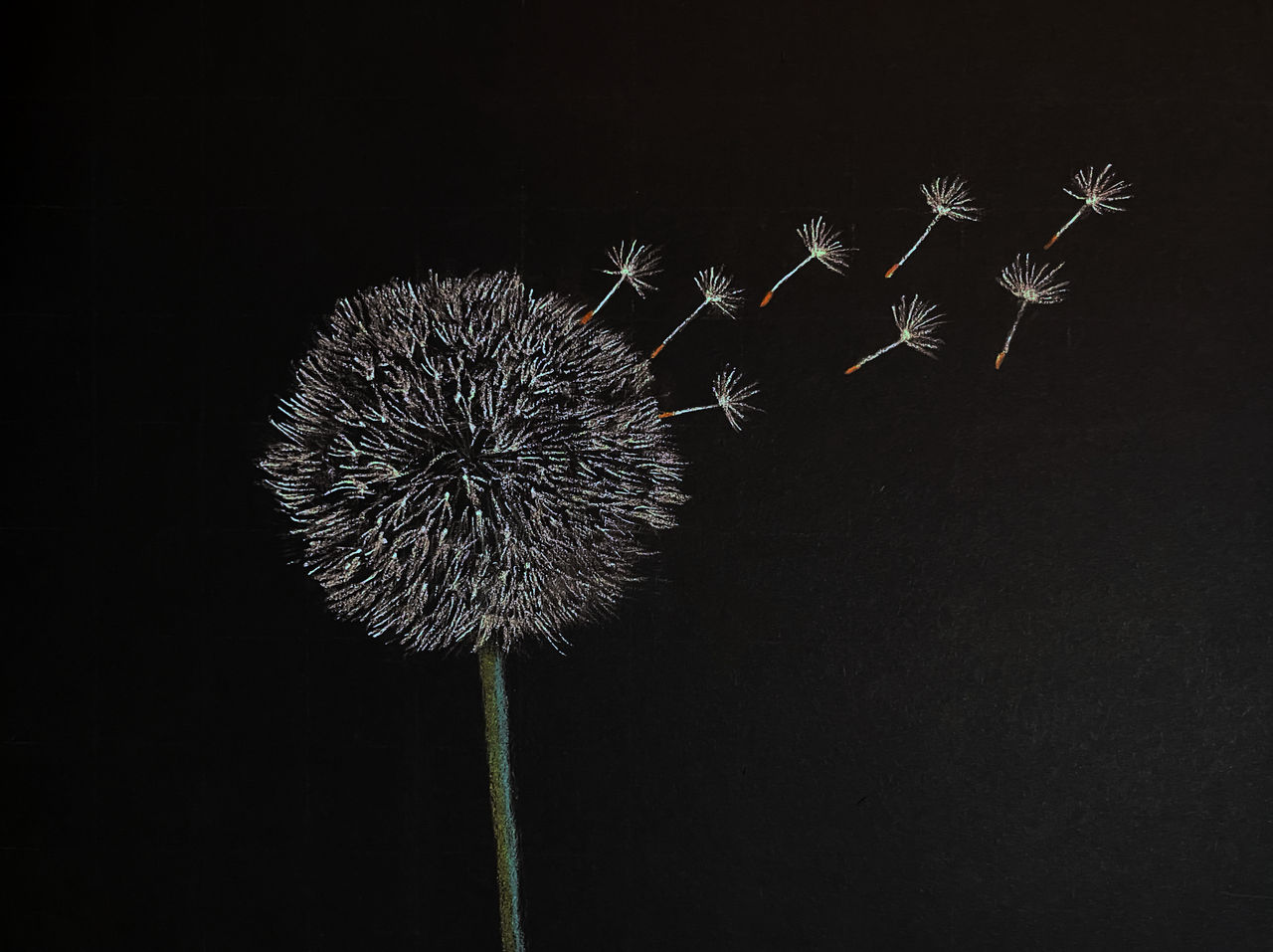 Dandelion