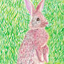 A Wild Rabbit Appears