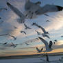 Winter Seagulls