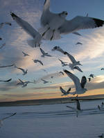 Winter Seagulls