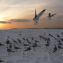 Seagulls of Winter: Dusk