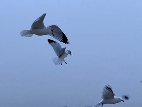 Seagulls 