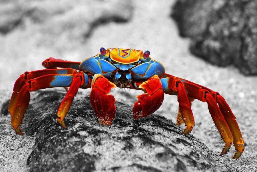 Поставь краб. Sally Lightfoot Crab. Grapsus Grapsus. Галапагосский краб. Разноцветные Крабы.