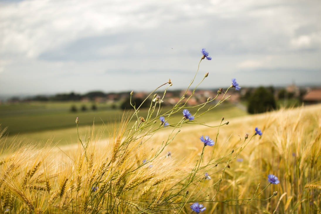 Wildflower in the wind