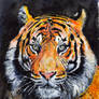 Tiger Head 2 Water Colour