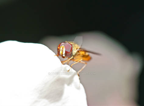 Hover Fly