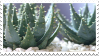 Succulent Stamp