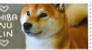 Shiba Inu Kin