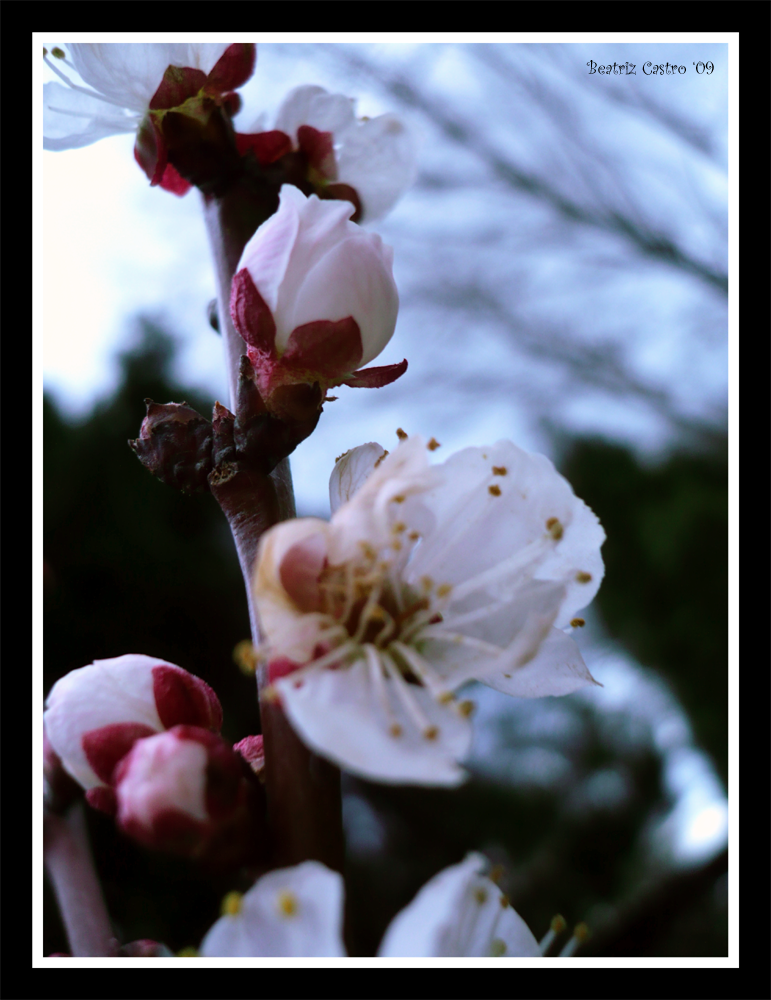 Apricot Blossoms 2