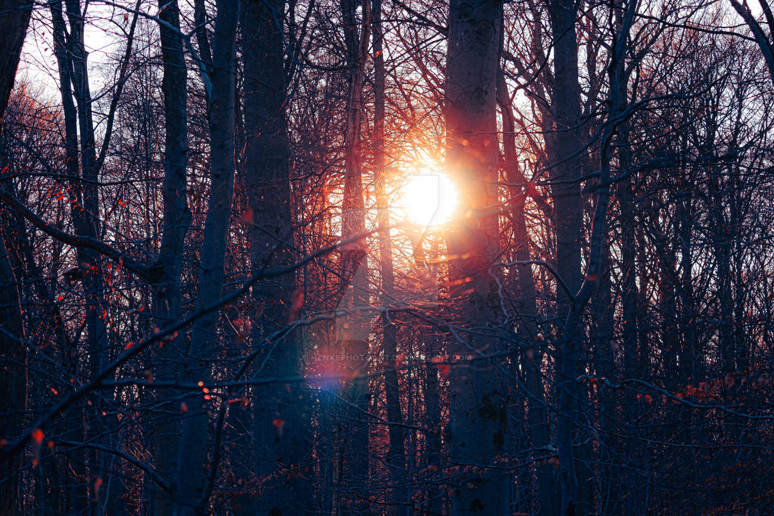 Sunpic Sunpic with trees:) by henkephotoart on DeviantArt