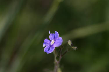 Cute blue flower :3