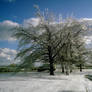 Frozen Tree