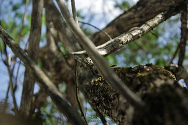 Through the Branches