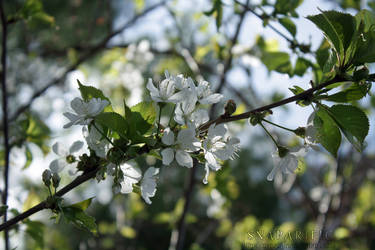 Blossoms