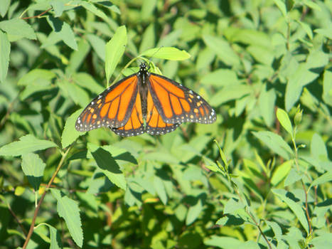 Monarch Butterfly