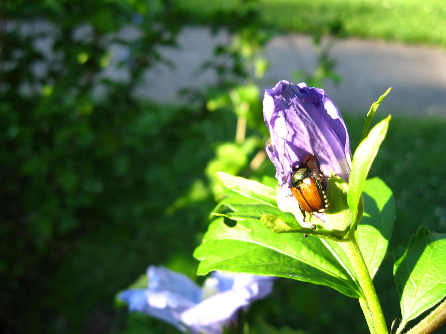 June Bugs in July by mainstreamxlove on DeviantArt