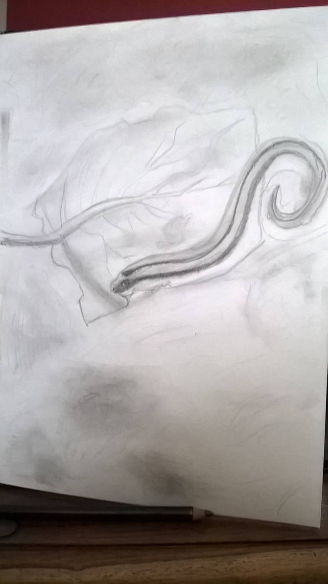 Worm Inflation Slow Worm by tombola1993 on DeviantArt