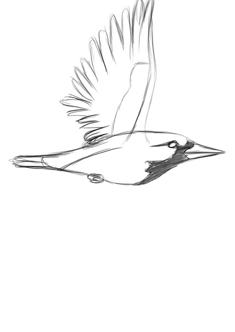 Bird Flight Animation By Tombola1993 On Deviantart Bird Flight Animation By Tombola1993 On Deviantart