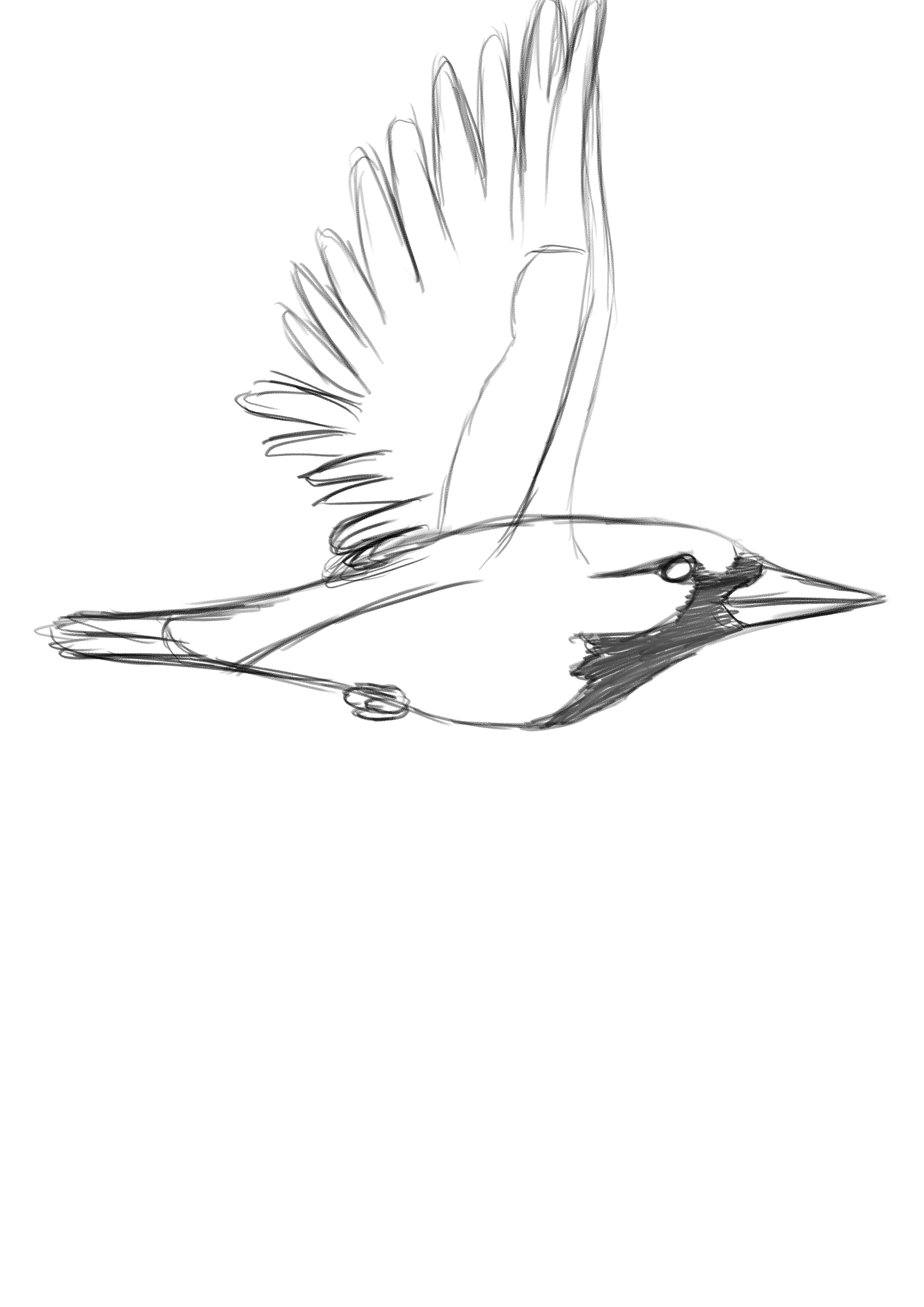 Bird-flight-animation by tombola1993 on DeviantArt Bird-flight-animation by tombola1993 on DeviantArt