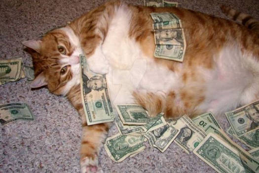 kitten love cash! :D