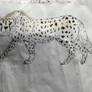 Asiatic cheetah (Acinonyx jubatus venaticus)