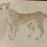 Cheetah