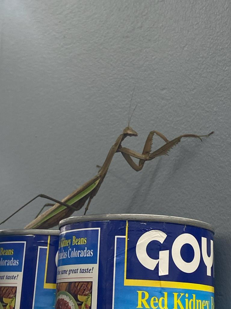 Praying mantis by qman256 on DeviantArt