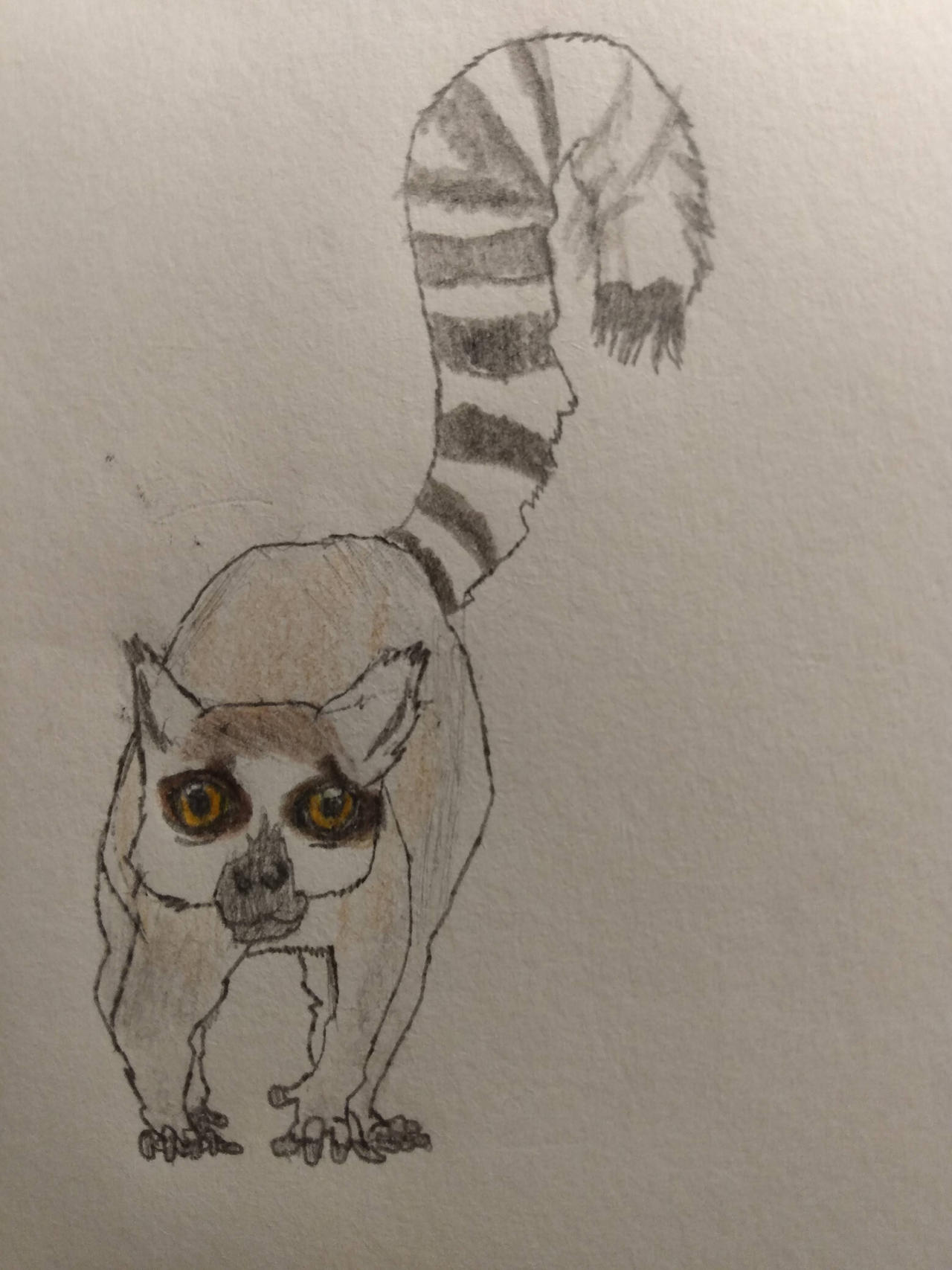 Deviantart Ringtail Ring-tailed lemur by qman256 on DeviantArt