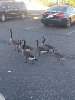 Canadian geese