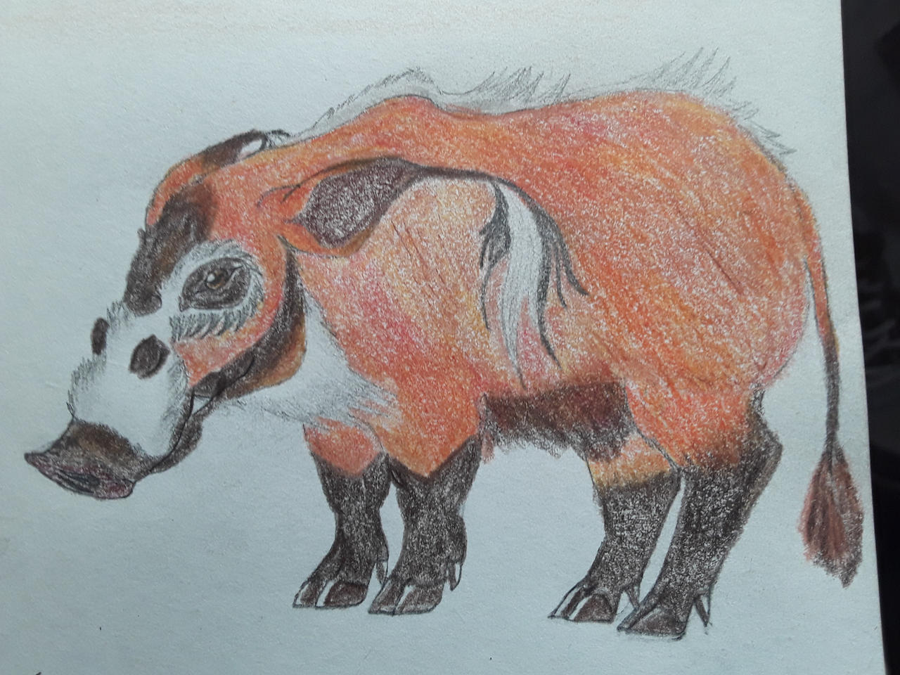 3 Rivers Hog Chapter Red river hog by qman256 on DeviantArt